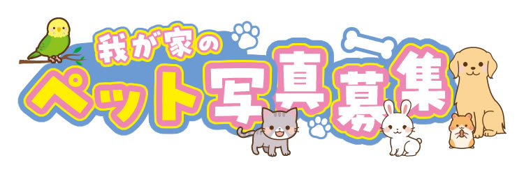 我が家のペット写真